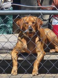 Reunited Female Dog last seen Boston and Pratt Pkwy, Longmont, CO 80501