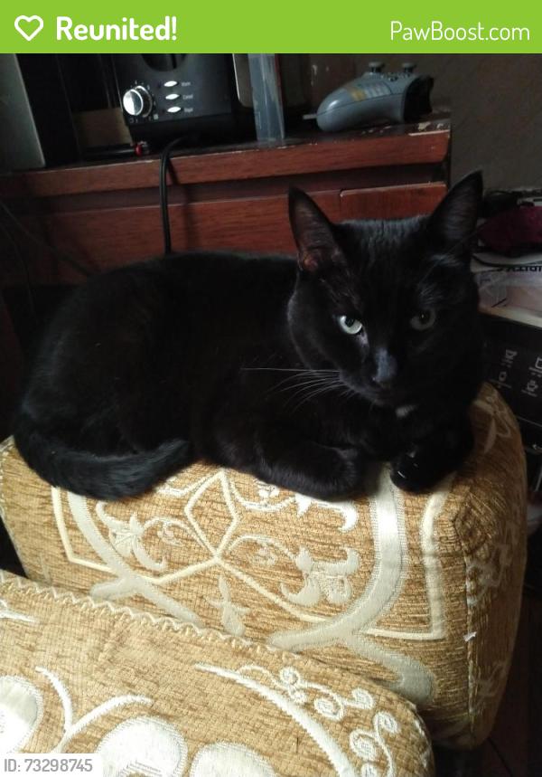 Reunited Male Cat last seen Pangborn Rd and Kahana, Decatur, GA 30033