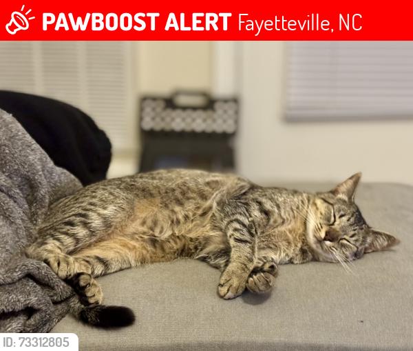 Lost Female Cat last seen Castle dr, Corregidor Courts/ Bougainville, Fort Bragg, Fayetteville, NC 28307