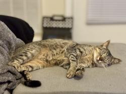 Lost Female Cat last seen Castle dr, Corregidor Courts/ Bougainville, Fort Bragg, Fayetteville, NC 28307