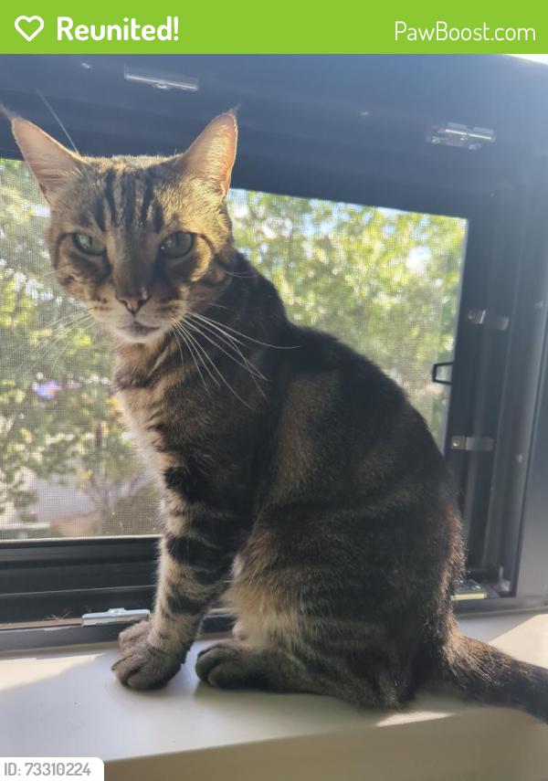 Reunited Female Cat last seen Near Pendleton Way, Washougal, WA 98671, USA, Washougal, WA 98671
