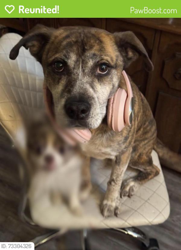 Reunited Male Dog last seen Izard St and N Jones Ave, Rock Hill, SC 29730