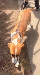 Found/Stray Unknown Dog last seen Ralph Street, Rosemead, CA 91770
