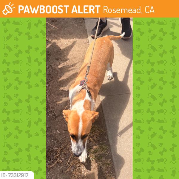 Found/Stray Unknown Dog last seen Ralph Street, Rosemead, CA 91770