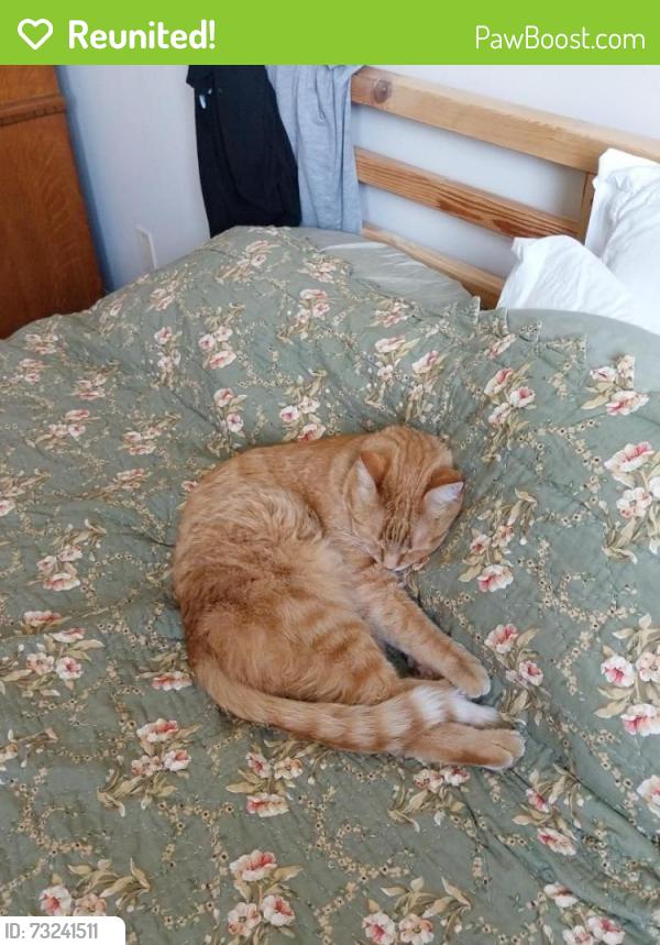 Reunited Male Cat last seen Evergreen ests SW, Calgary, AB 