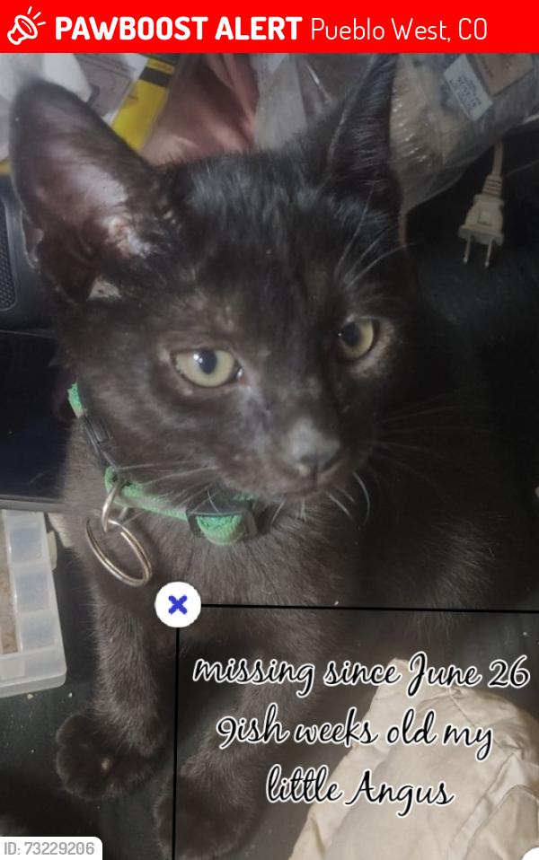 Lost Male Cat last seen Joe Martinez and Purcell, Pueblo West, CO 81007
