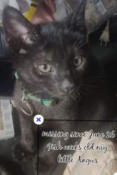 Lost Male Cat last seen Joe Martinez and Purcell, Pueblo West, CO 81007
