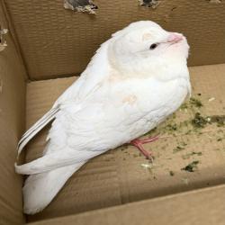 Shelter Stray Unknown Bird last seen Pastor Timothy J Winters Street, San Diego, CA, 92114, 5500 Gaines St, San Diego, CA 92110, USA