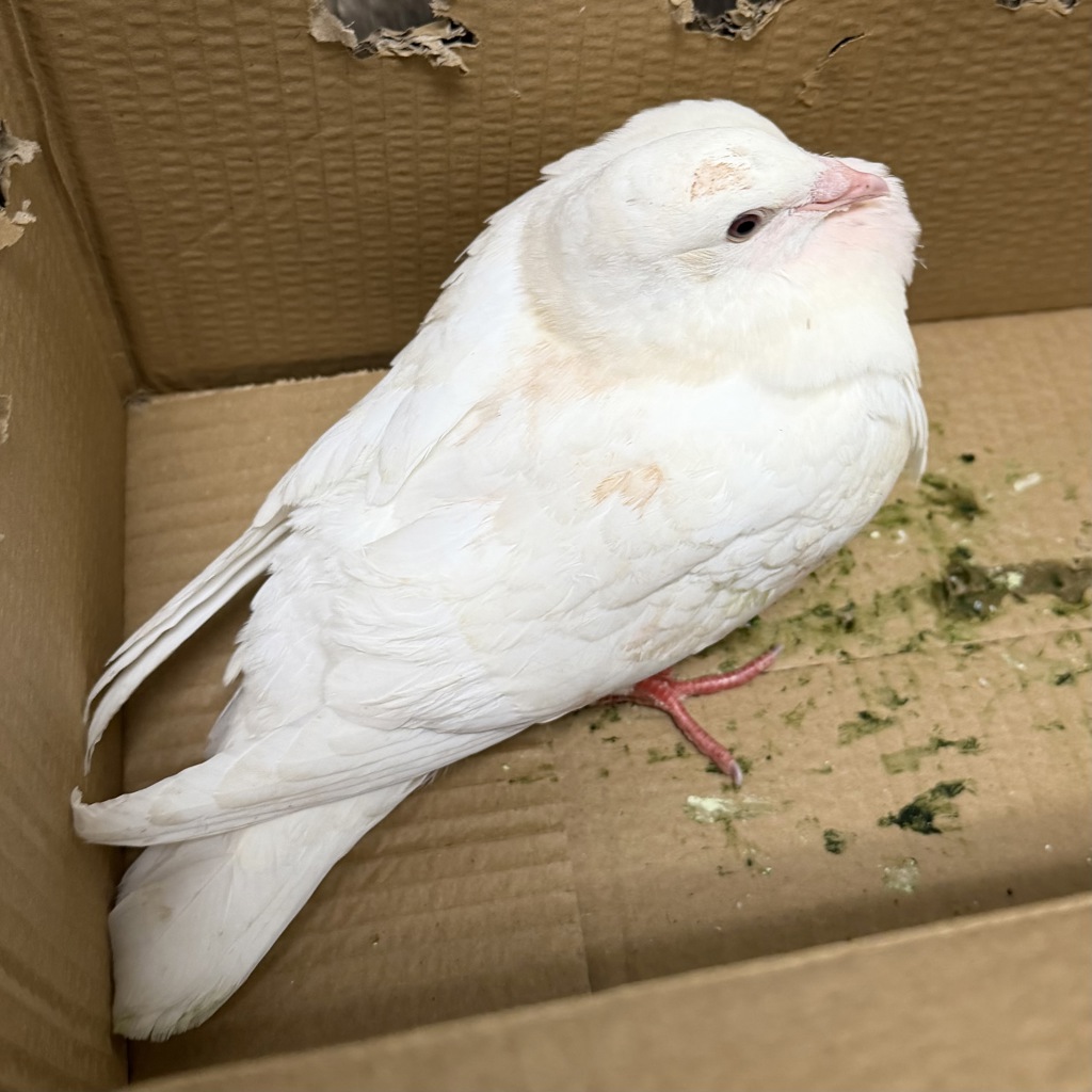 Shelter Stray Unknown Bird last seen Pastor Timothy J Winters Street, San Diego, CA, 92114, 5500 Gaines St, San Diego, CA 92110, USA
