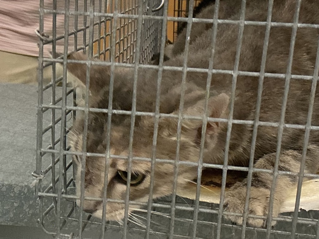 Shelter Stray Female Cat last seen Regulus Avenue, VIRGINIA BEACH, VA, 23461, 341 S Birdneck Rd, Virginia Beach, VA 23451, USA