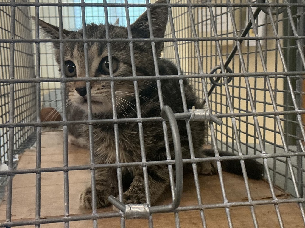 Shelter Stray Unknown Cat last seen Regulus Avenue, VIRGINIA BEACH, VA, 23461, 341 S Birdneck Rd, Virginia Beach, VA 23451, USA