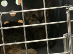 Shelter Stray Unknown Cat last seen Regulus Avenue, VIRGINIA BEACH, VA, 23461, 341 S Birdneck Rd, Virginia Beach, VA 23451, USA