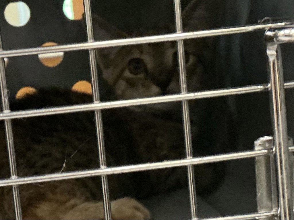 Shelter Stray Unknown Cat last seen Regulus Avenue, VIRGINIA BEACH, VA, 23461, 341 S Birdneck Rd, Virginia Beach, VA 23451, USA