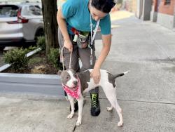 Shelter Stray Female Dog last seen Near Washington Avenue, BRONX, NY, 10456, 326 E 110th St, New York, NY 10029, USA