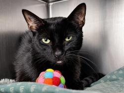 Shelter Stray Female Cat last seen Near E 215 Street, BRONX, NY, 10467, 326 E 110th St, New York, NY 10029, USA