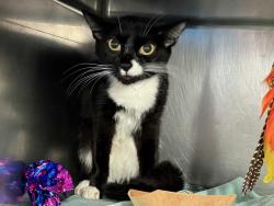 Shelter Stray Female Cat last seen Near 10th Avenue, NEW YORK, NY, 10001, 326 E 110th St, New York, NY 10029, USA
