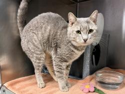 Shelter Stray Male Cat last seen Apt 2B,1654 Grand Avenue, BRONX, NY, 10453, 326 E 110th St, New York, NY 10029, USA
