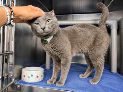 Shelter Stray Male Cat last seen Apt 2B,1654 Grand Avenue, BRONX, NY, 10453, 326 E 110th St, New York, NY 10029, USA