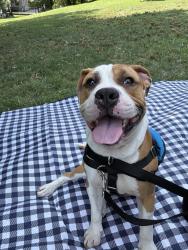 Shelter Stray Male Dog last seen NEW YORK, NY, 10029, 326 E 110th St, New York, NY 10029, USA