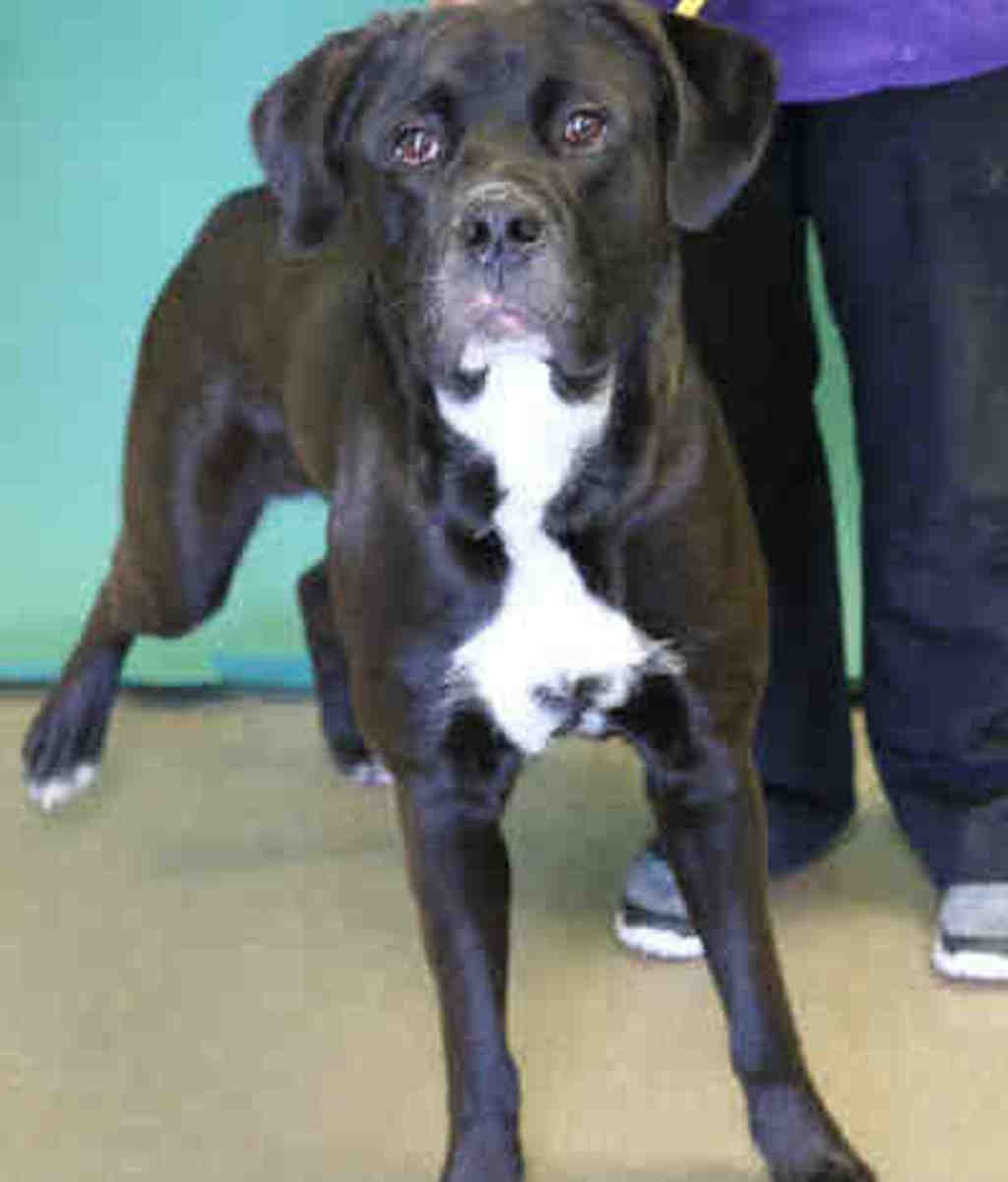 Shelter Stray Male Dog last seen Near N Catherine Drive, SALT LAKE CITY, UT, 84116, 511 W 3900 S, Salt Lake City, UT 84123, USA
