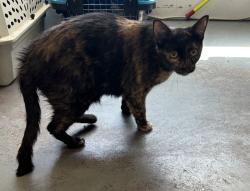 Shelter Stray Female Cat last seen Near W 800 S, SALT LAKE CITY, UT, 84104, 511 W 3900 S, Salt Lake City, UT 84123, USA