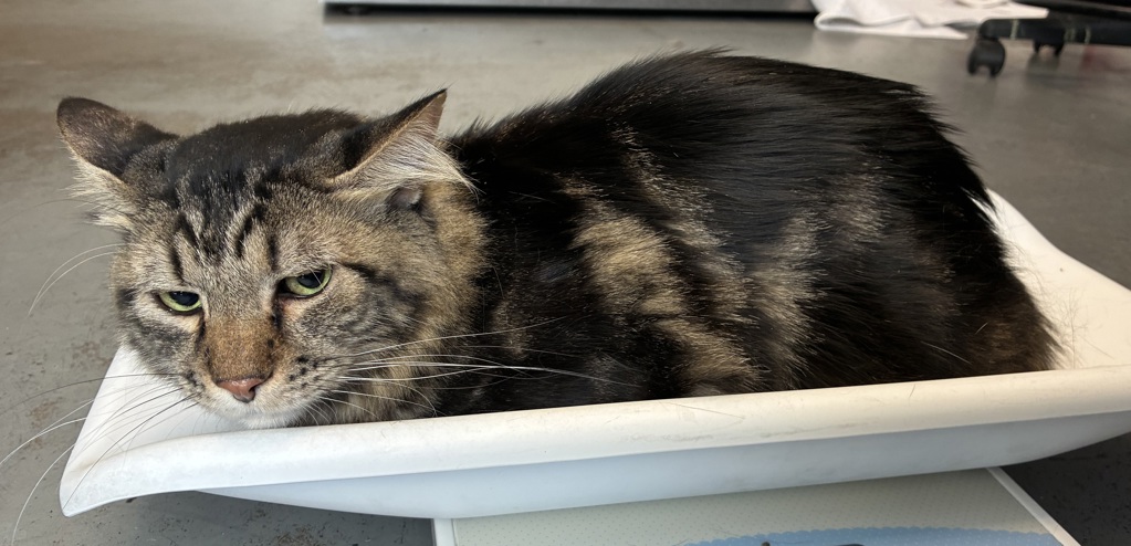 Shelter Stray Male Cat last seen Near W 800 S, SALT LAKE CITY, UT, 84104, 511 W 3900 S, Salt Lake City, UT 84123, USA