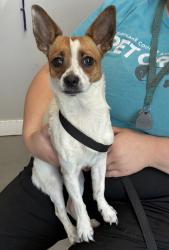 Shelter Stray Female Dog last seen Near N 1500 W, SALT LAKE CITY, UT, 84116, 511 W 3900 S, Salt Lake City, UT 84123, USA