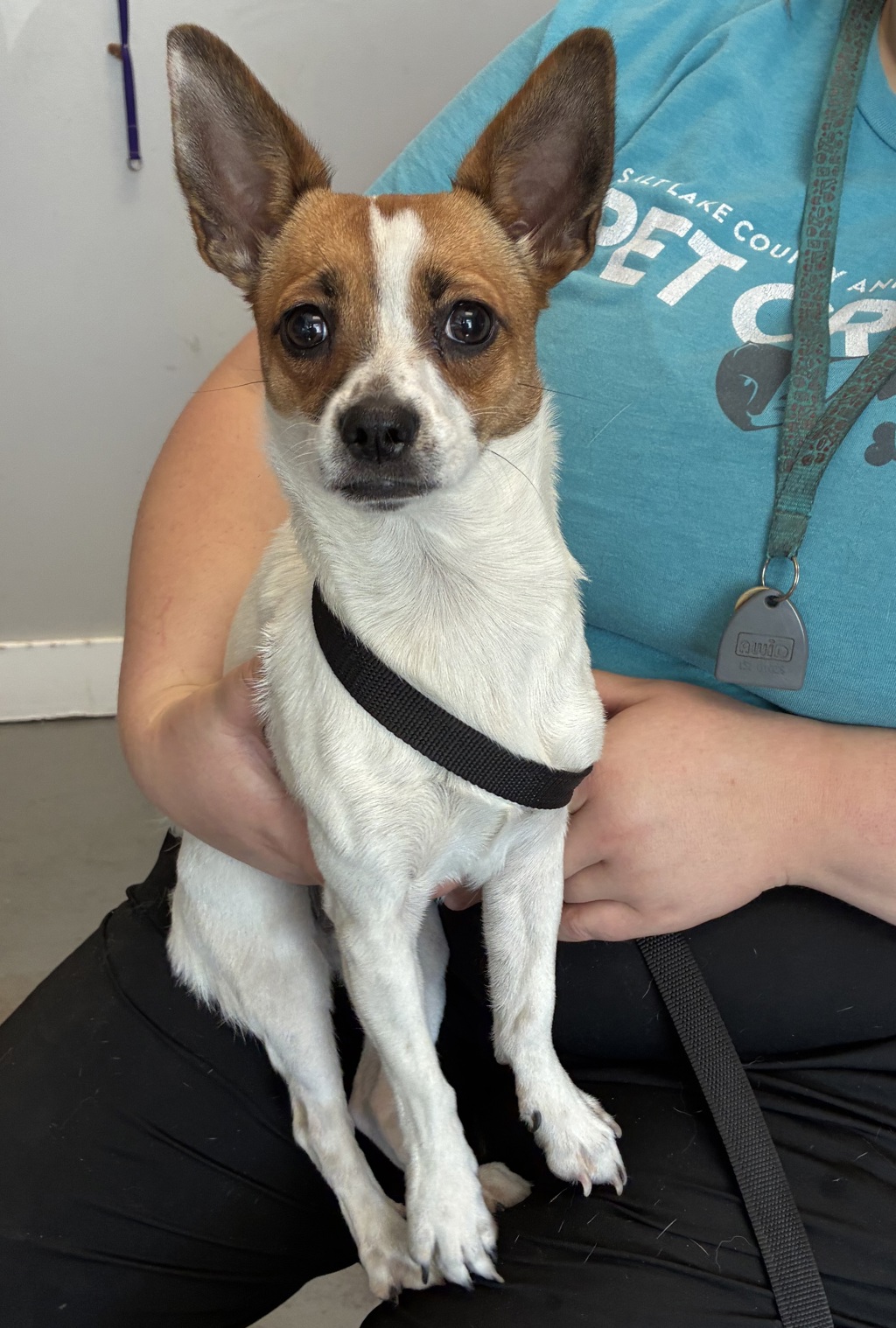 Shelter Stray Female Dog last seen Near N 1500 W, SALT LAKE CITY, UT, 84116, 511 W 3900 S, Salt Lake City, UT 84123, USA
