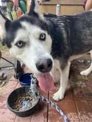 Reunited Unknown Dog last seen Crockett Martin Rd 77306 Conroe, Montgomery County, TX 77306