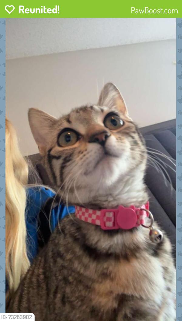 Reunited Female Cat last seen Near sarah’s ct, Green Cove Springs, FL 32043