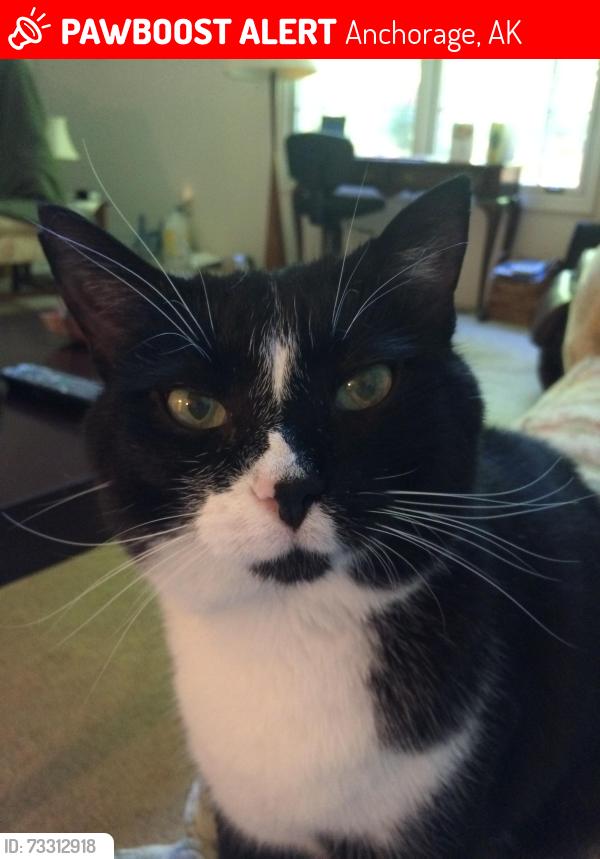 Lost Male Cat last seen West Chester Lagoon, near playground, Anchorage, AK 99501