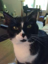 Lost Male Cat last seen West Chester Lagoon, near playground, Anchorage, AK 99501