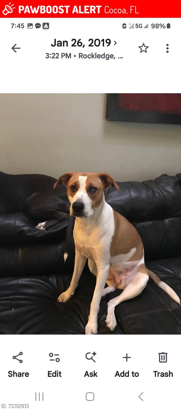 Lost Female Dog last seen Gray, Fenner and Hooper off of Range Road., Cocoa, FL 32926