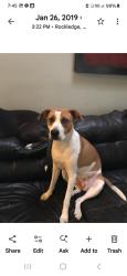 Lost Female Dog last seen Gray, Fenner and Hooper off of Range Road., Cocoa, FL 32926