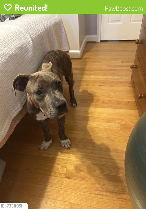 Reunited Male Dog last seen Crest hill road. Jamestown., Guilford County, NC 27282