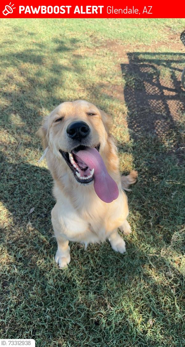 Lost Female Dog last seen 59th and northern, Glendale, AZ 85301