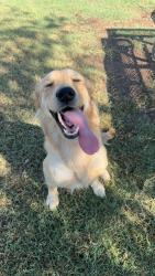 Lost Female Dog last seen 59th and northern, Glendale, AZ 85301