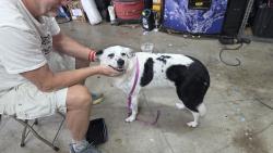Found/Stray Female Dog last seen Hackberry and rolling oak, Sacramento, CA 95841