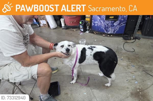 Found/Stray Female Dog last seen Hackberry and rolling oak, Sacramento, CA 95841