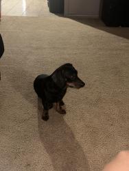 Lost Male Dog last seen Mcclain, Tulsa, OK 74126