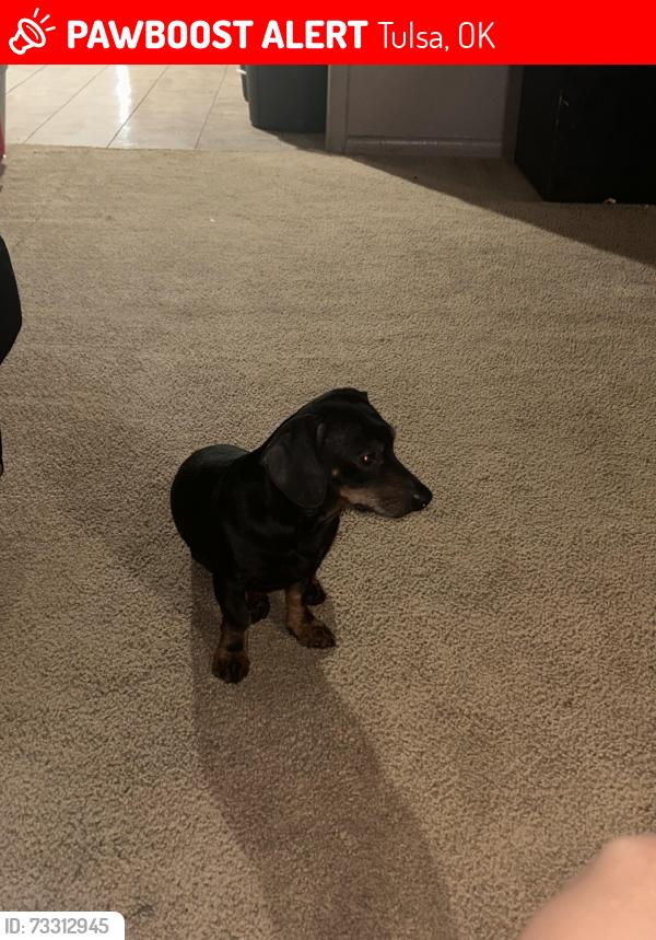 Lost Male Dog last seen Mcclain, Tulsa, OK 74126