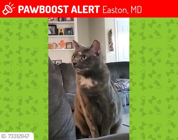 Lost Female Cat last seen Howard Street, Easton, MD, Easton, MD 21601