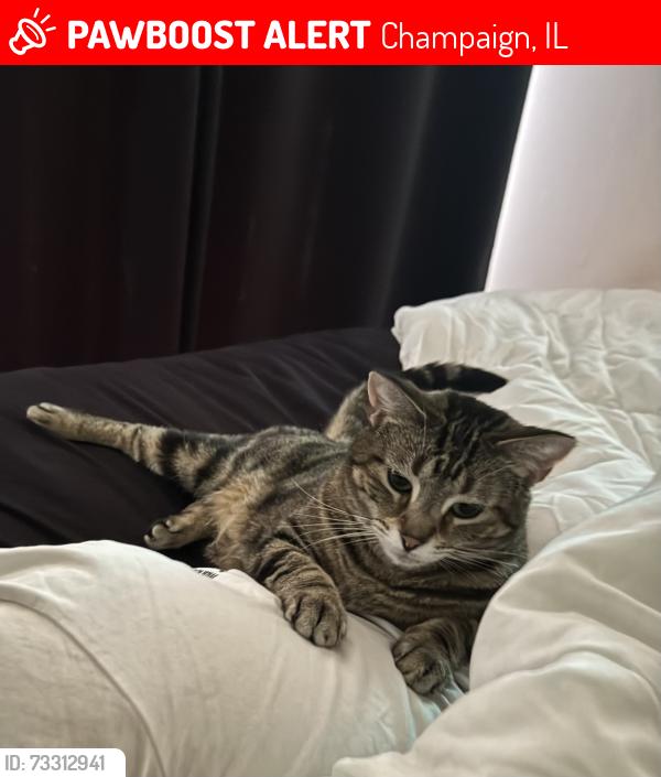 Lost Female Cat last seen Windsor and Mattis, Champaign, IL 61820