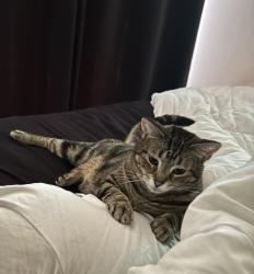 Lost Female Cat last seen Windsor and Mattis, Champaign, IL 61820