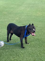 Found/Stray Female Dog last seen Hosford Park (500 NW 45th Ave, Coconut Creek, FL 33066), Coconut Creek, FL 33066