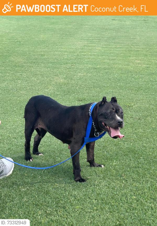 Found/Stray Female Dog last seen Hosford Park (500 NW 45th Ave, Coconut Creek, FL 33066), Coconut Creek, FL 33066