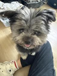 Reunited Male Dog last seen Orange Ave & 35th, San Diego, CA 92104