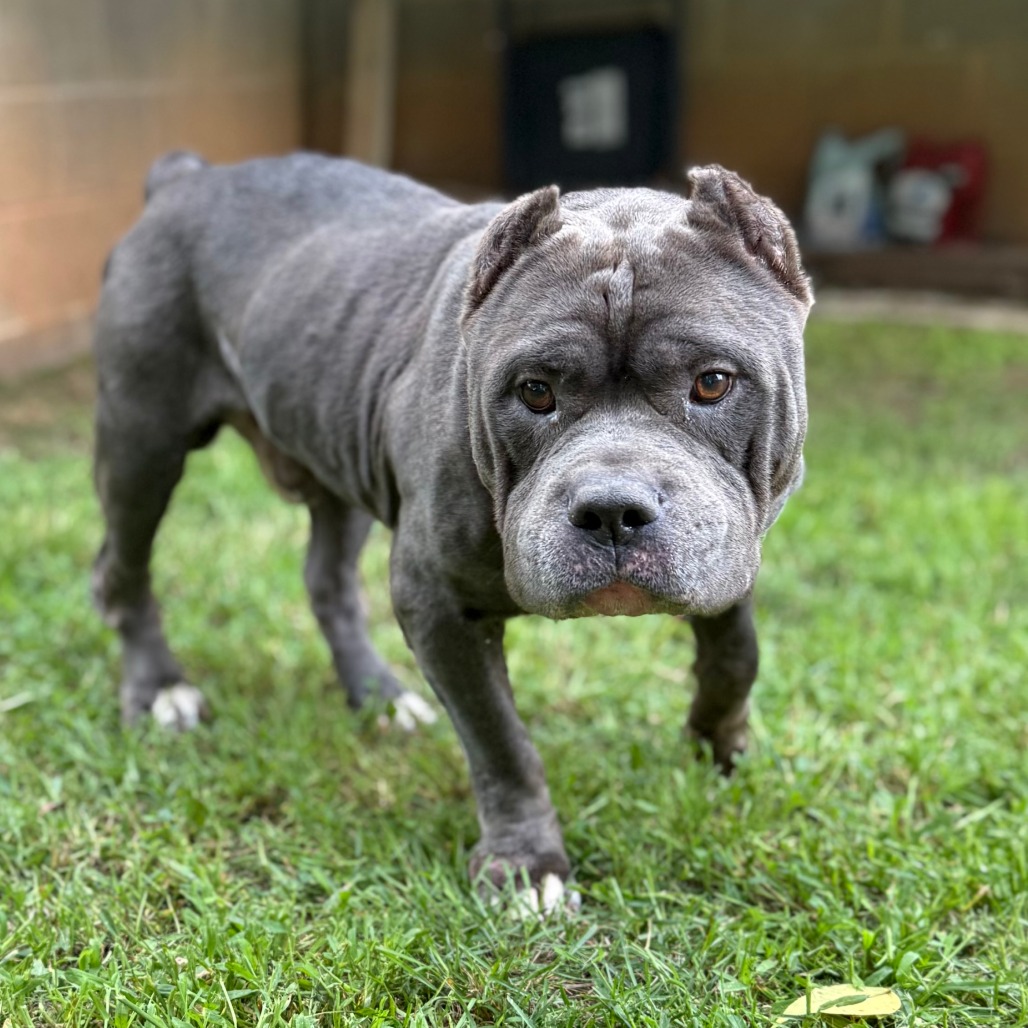 Shelter Stray Male Dog last seen , 5570 Sturmer Park Cir, Winston-Salem, NC 27105, USA