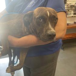 Shelter Stray Male Dog last seen , 3100 Deats Rd, Dickinson, TX 77539, USA