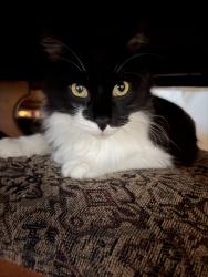 Lost Male Cat last seen Rob Roy park, Aurora, IL 60506